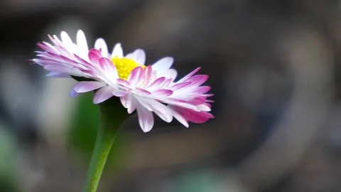 Close-Up Daisy Swaying in Breeze Stock Footage 321756335