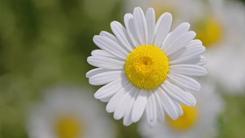 Close-up of a daisy swaying gently in the spring wind, with vibrant field Stock Footage 295363815