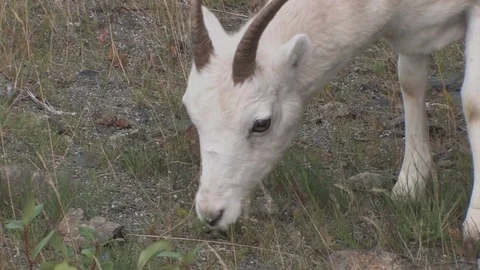 Close up of dall sheep grazing on grass. Stock Footage 79016914
