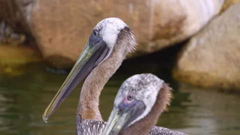Close up of Dalmatian pelican Stock Footage 253736184