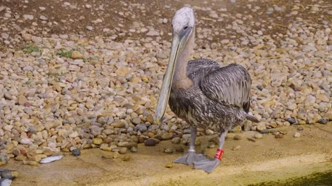 Close up of Dalmatian pelican Stock Footage 253736259