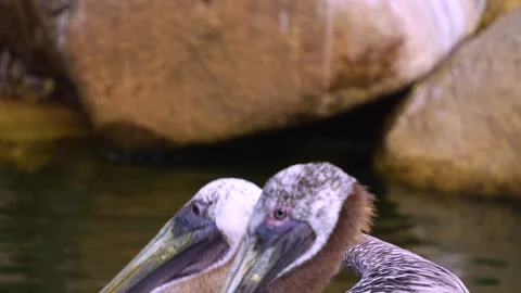 Close up of dalmatian pelican  Stock Footage 254230439