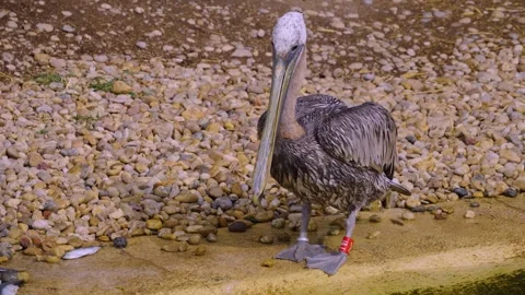 Close up of dalmatian pelican  Stock Footage 254230626