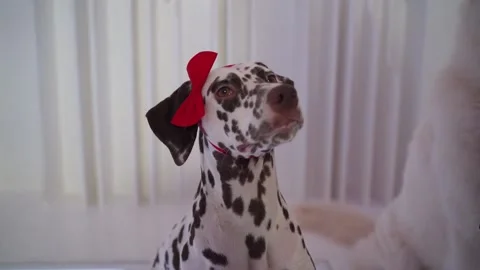 Close-up Dalmation with a red bow on the head sitting in white room Stock Footage 143163491