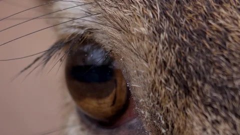 Close up of dam deer eye Stock Footage 121148614