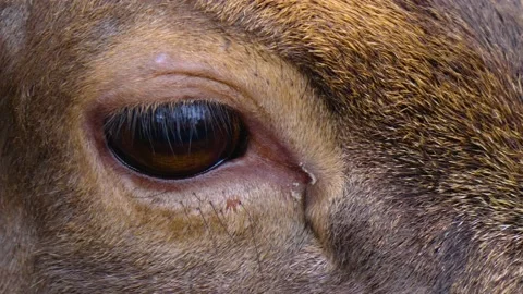 Close up of Dam deer eye  Stock Footage 144970252