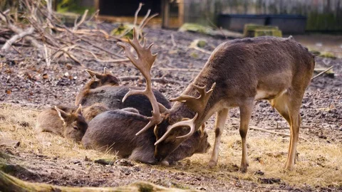 Close up of dam deer Stock Footage 124494513