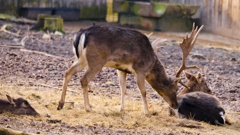 Close up of dam deer Video stock 124494899