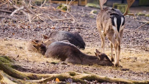 Close up of dam deer Video stock 124495265
