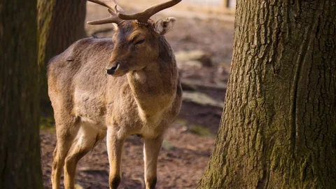 Close up of dam deer Stock Footage 124495463