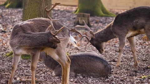 Close up of dam deer Stock Footage 124495702