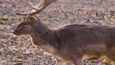 Close up of dam deer Stock Footage 124495866