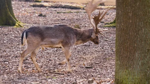 Close up of dam deer Stock Footage 124496008