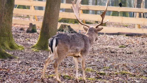 Close up of dam deer Stock Footage 124496073