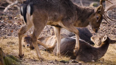 Close up of dam deer Stock Footage 124496358