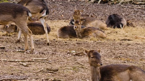 Close up of dam deer Stock Footage 124560586