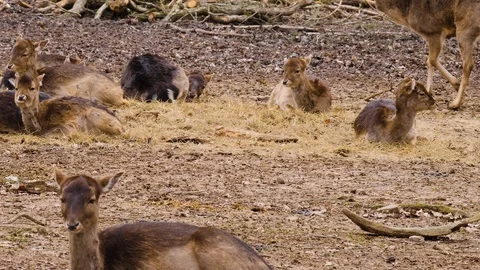 Close up of dam deer Stock Footage 124561061