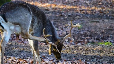 Close up of  dam deer Stock Footage 146084131