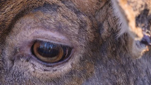 Close up of dam deer head Stock Footage 122124428