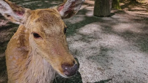 Close up of a dam deer in the woods Stock Footage 274195253