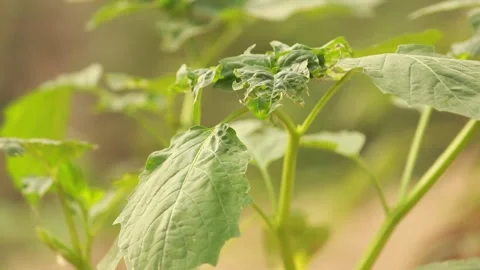 Close-Up of Damaged Basil Plant Stock Footage 344392480