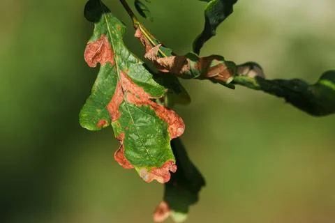 Close-up of damaged green leaf with brown dried patches 스톡 사진
