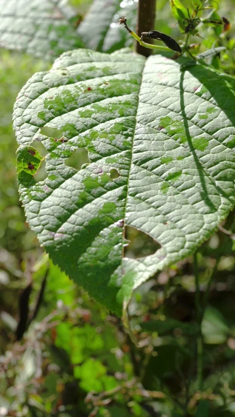 Close-up of damaged green leaf tilting under sunlight with shadowed dried pod ab Stock Footage 345677081