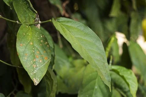 Close-up of damaged Java long pepper leaves (Piper retrofractum) showing se.. Photos