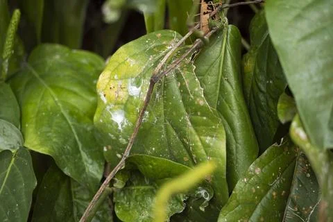 Close-up of damaged Java long pepper leaves (Piper retrofractum) showing se.. Stock Photos