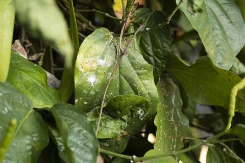 Close-up of damaged Java long pepper leaves (Piper retrofractum) showing se.. Photos