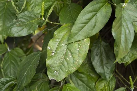 Close-up of damaged Java long pepper leaves (Piper retrofractum) showing se.. Stock Photos