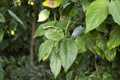 Close-up of damaged Java long pepper leaves (Piper retrofractum) showing se.. Photos