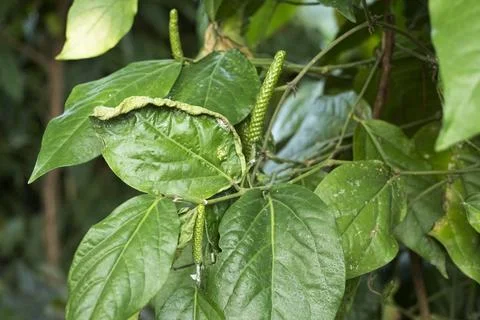 Close-up of damaged Java long pepper leaves (Piper retrofractum) showing se.. Photos