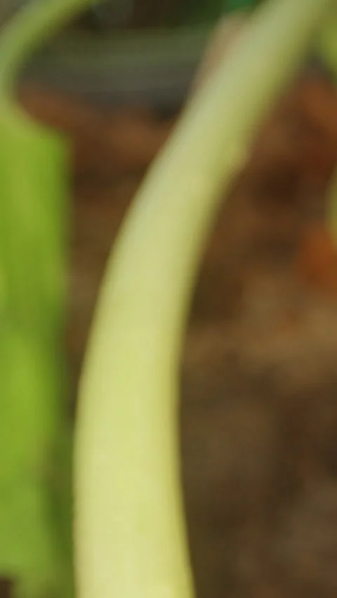 Close Up of Damaged Melon Root And Stem Eaten by Larvae in Soil, Showing Severe 스톡 동영상 342596687
