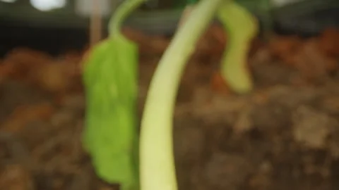 Close Up of Damaged Melon Root And Stem Eaten by Larvae in Soil, Showing Severe 스톡 동영상 342623849