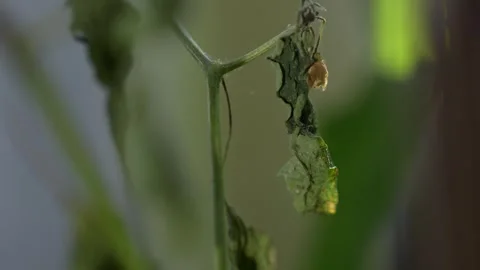Close up of a damaged stem of a pepper plant attacked by spider mites Stockbeeldmateriaal 313961536
