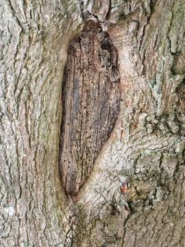 Close-Up of Damaged Tree Bark and Exposed Inner Wood Stock Photos