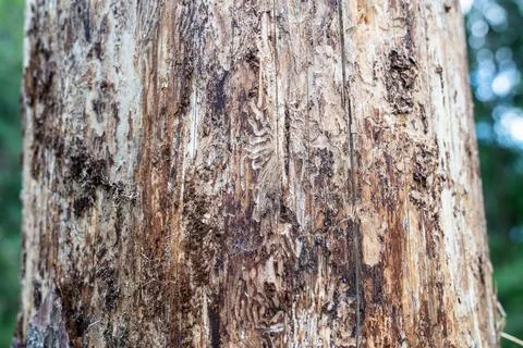Close up damaged tree bark destroyed by beetle, infestation in woodland. Tree Stock Photos