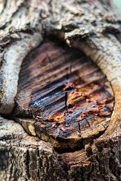 Close-up of a damaged tree bark with a visible knot and cracked surface Stock Photos