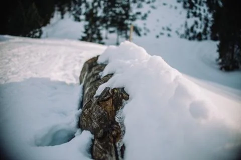 Close up on damaged tree in the snow Foto stock