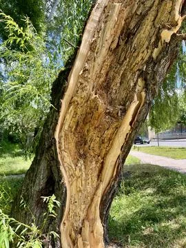 Close-up of a damaged tree trunk with exposed wood texture in the park Foto stock