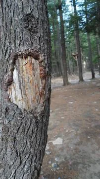 Close-up of a damaged tree trunk with a hole, dirt path, pine forest. Stock Photos