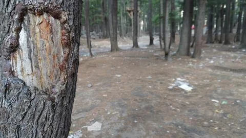Close-up of a damaged tree trunk with a large irregular hole, forest path. Stock Photos