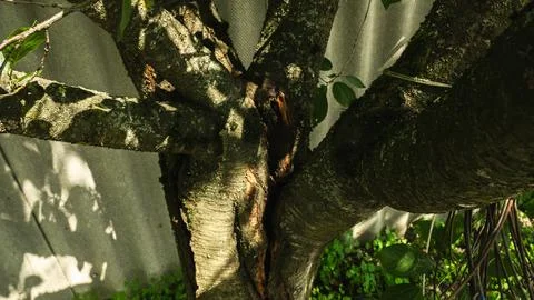 Close-up of a damaged tree trunk with visible signs of decay, disease, or pest Stock Photos