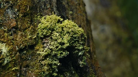 Close up damp moss growing on tree in New Zealand forest Stock Footage 90365065