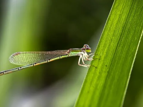 Close up of damsefly perched on leaves Stock Photos