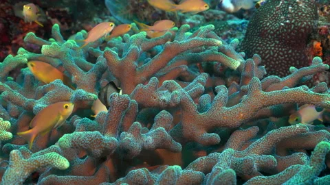 Close up damselfish between branching coral on Raja Ampat reef Stock Footage 131065174