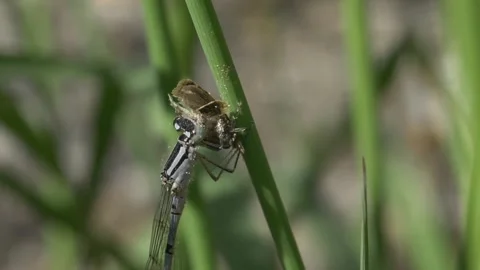 Close up of damselfly eating moth on strand of grass in garden during sunny day 動画素材 172148011