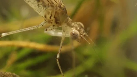 Close up of a damselfly larvae head in a pond 스톡 동영상 109340813