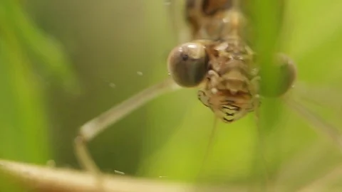 Close up of a damselfly larvae head in a pond Vídeos de archivo 109342184